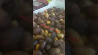 تمور النجدة ومجهول متنوع وأتمنة مناسبة الجميع.