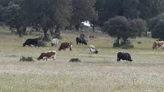( Ecosistema de la Dehesa ) Pastoreo del Ganado Bovino en Extensivo I