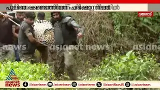 മയക്കുവെടിയേറ്റ പുലിയെ സുരക്ഷിതമായി കൂട്ടിലേക്ക് മാറ്റി | Leopard caught in cable trap in Wayanad