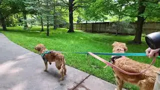 Exploring the Japanese Stroll Garden with Our Golden Retrievers | Robyn's Nest Mini Goldens