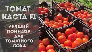Супер ранний томат Каста F1 Супернова, в открытом грунте - 20 июля