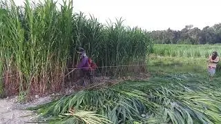 Innovative farming: BASIC TOOL : Harvesting napier grass