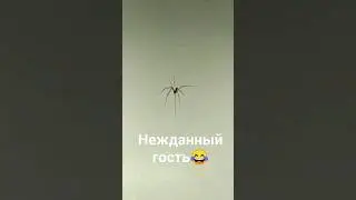 Нежданный гость! Паук Валера 😂 #shorts