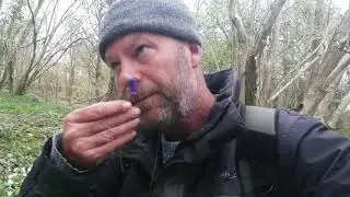 How to tell the difference between native UK bluebells and Spanish