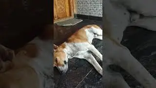 Is this normal breathing? Sometimes My dog is breathing heavily 🥺 #dog #pets #dogs #doglover #viral