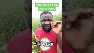 Sida Acuta Roots