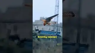 Paragrine Falcon Hovering Technique 🐦🤔