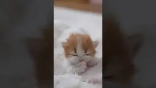 I fell asleep while licking~ #catshorts #catcute #cat #catvideos #cutecattv #cutetoexplosion
