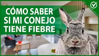 🐰 &iquest;C&oacute;mo Saber si mi Conejo Tiene Fiebre? S&iacute;ntomas y Tratamiento 🐰🌡