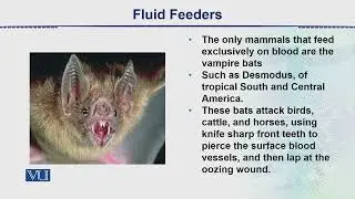 Fluid Feeders | Animal Form & Function 2 (Theory) | ZOO517T_Topic020