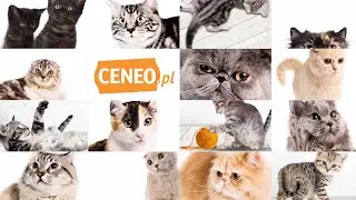 Aplikacja Mobilna Ceneo - Kotek