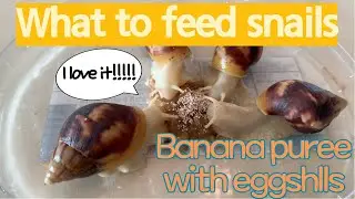 banana puree with eggshells for pet snails/ what to feed snails / giant african land snail