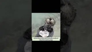 Unveiling the Hidden World of Otters: Surprising Facts and Fascinating Behaviors
