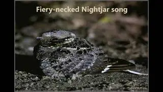 Fiery-necked Nightjar song