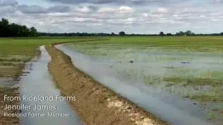 From Riceland Farms: Checking Levee Gates After Spring Rains