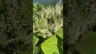Далекосхідна гречка сахалінська  (Reynoutria sachalinensis) на березі Одри