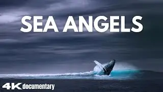 Whales Explained &ndash; Masters of the Deep Blue