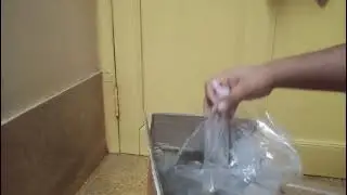Albino koi guppy unboxing. Available for sale . Contact fast limited stock available.