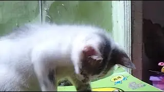 kitten playing alone