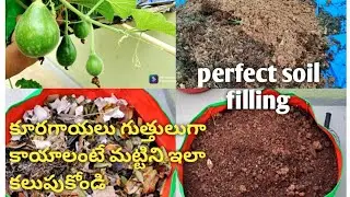 perfect soil mixing for healthy and huge yield |organic terrace garden