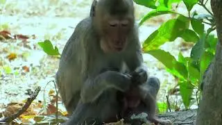 I Can’t Believe What These Baby Monkeys Did… 😭💔