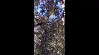 Swinging in a Nest Swing