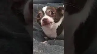 Dog Angry Sound 🐕&zwj;🦺🔊 #asmr #chihuahua #shorts