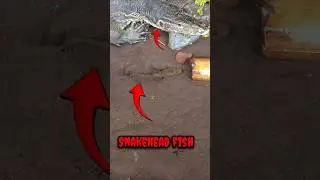 how to catch snakehead fish where winds meet - SNAKEHEAD FISH #shorts  #fish #channa #viralvideo