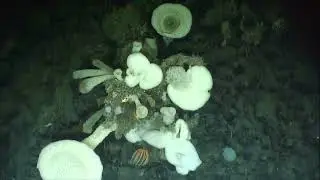 Dive highlight reel of Spongetopia on Explorer Seamount during the #PacificSeamounts2019