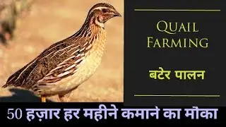 Quail Farming || बटेर पालन || Bater Palan || Poultry farming || Hello Kisaan