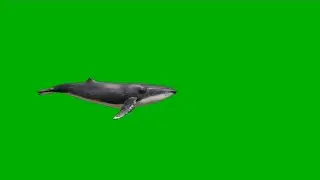Swimming Wale|GREEN SCREEN video|Chroma key video