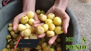 Alat Kupas Kentang Afkir Otomatis -   Mesin Pengupas Kentang Kecil