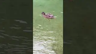 ente schei&szlig;t