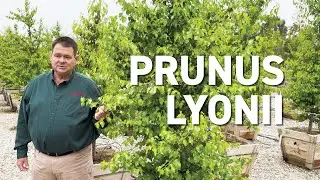 Prunus lyonii - New Trees for Changing Climates