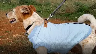 The MacGyver Dog Coat & Harness Combo