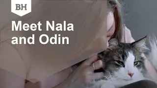 Meet Nala and Odin, the Norwegian Forest cats