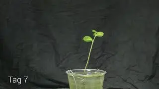 Fukientee Bonsai Timelapse