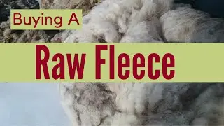 Buying A Raw Fleece-What To Expect