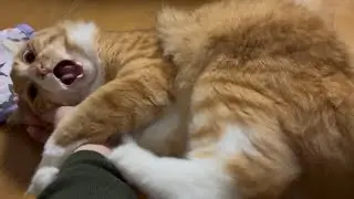 この手を仕留めてやる！！