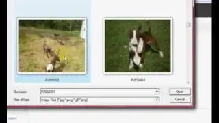 Nextgen photo gallery plugin for Wordpress