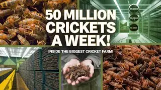 How North America's Largest Cricket Farm Harvests 50 Million a Week#CricketFarming #ProteinSource#us