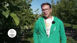 Vráťme vlašské orechy späť na naše stoly