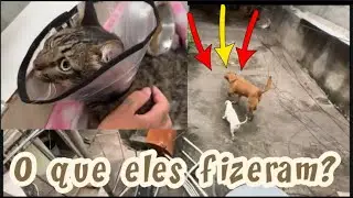 Um ato de amor , junto com um pedido de socorro #gatos #gateiraporamor #resgateanimal 
