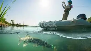 How Fish See the World: UV Vision Explained!