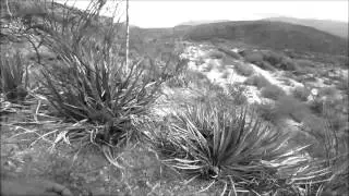 Desiertos de Nuevo León