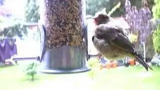 Greenfinch and philips ToUcam webcam birdcam finch Birds Uk