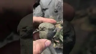 Splitting a rock with some ammonite keels showing