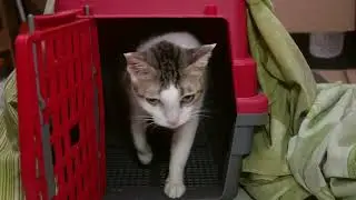 Terapi Kucing Flu di Rumah