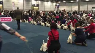 WHWT Female Class Champions - Leipzig WDS 2017