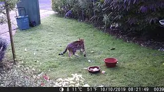 Garden invaders